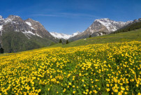 alpeBracciascia_fioriture